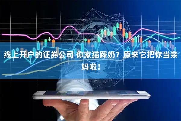 线上开户的证券公司 你家猫踩奶？原来它把你当亲妈啦！